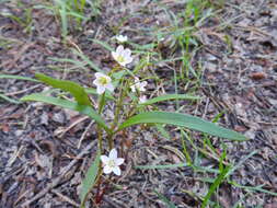 Image of lanceleaf springbeauty