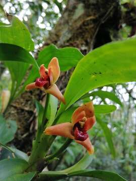 Maxillaria elatior (Rchb. fil.) Rchb. fil. resmi