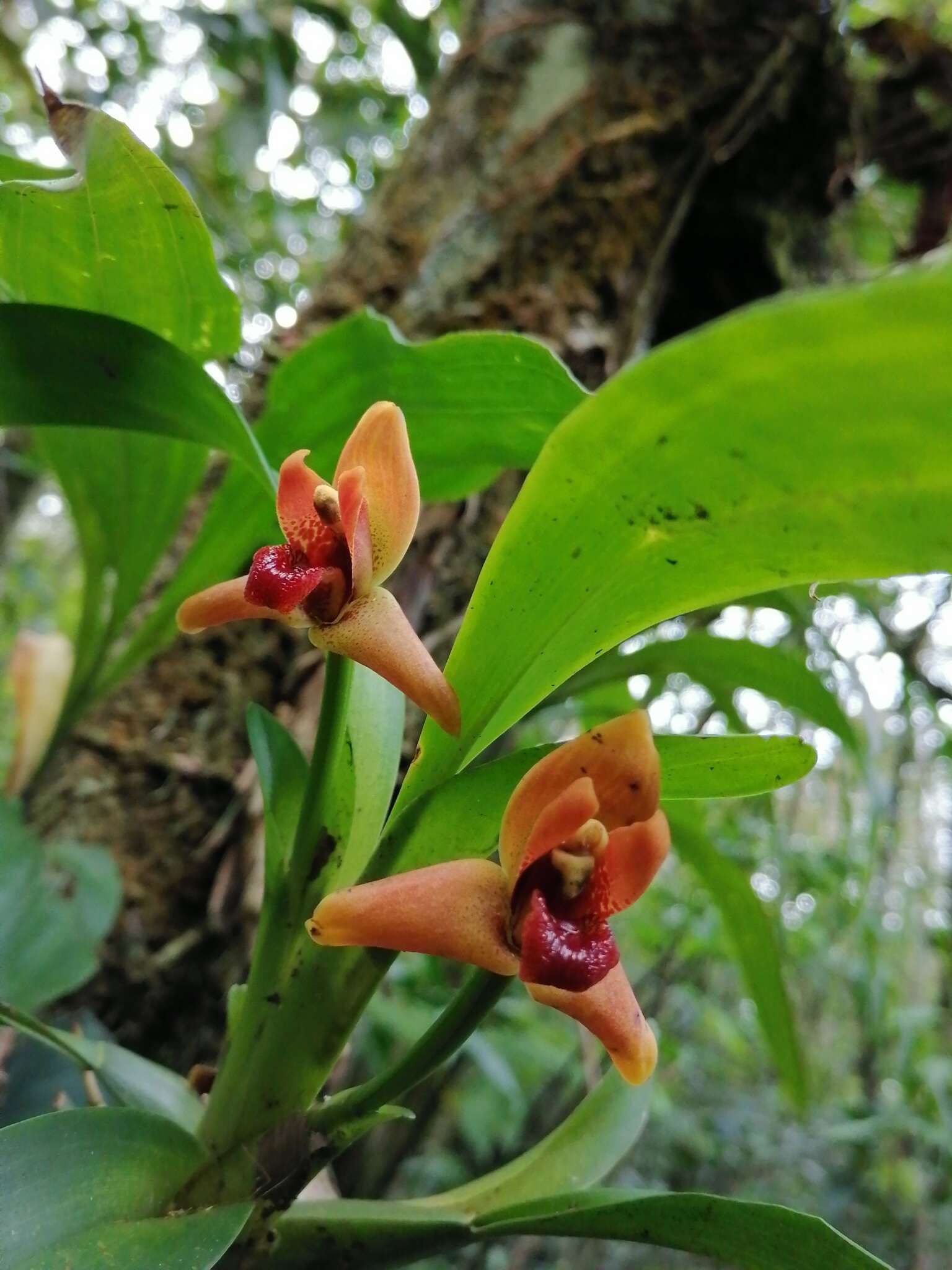 Image of Maxillaria elatior (Rchb. fil.) Rchb. fil.