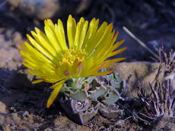 Image of Faucaria bosscheana (Berger) Schwant.