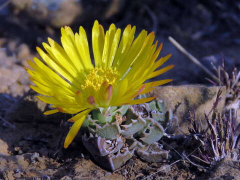 صورة Faucaria bosscheana (Berger) Schwant.