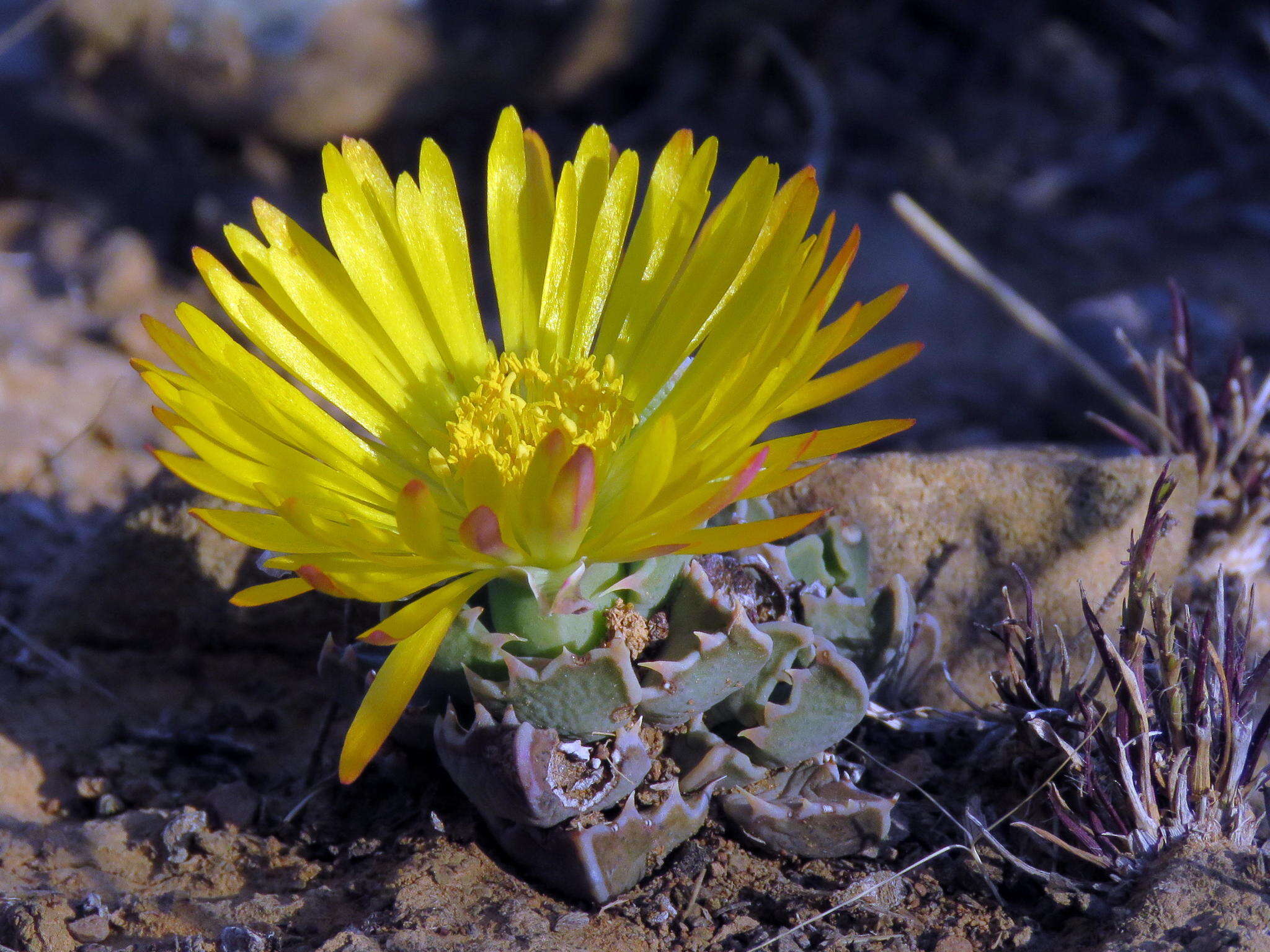 Image of Faucaria bosscheana (Berger) Schwant.