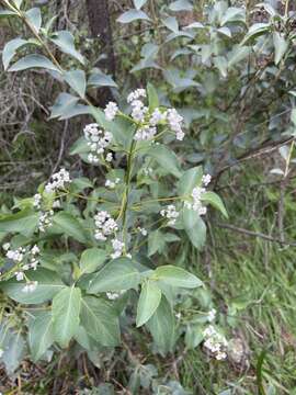 Image of Logania saxatilis G. Perry ex B. J. Conn