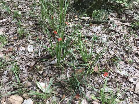 Image of Louisiana catchfly