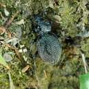 Image of Carabus (Procerus) gigas Creutzer 1799