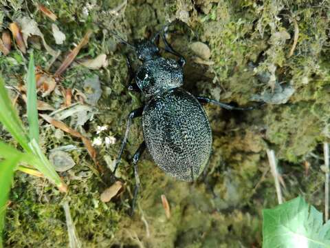 Image of Carabus (Procerus) gigas Creutzer 1799