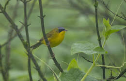 Image of Black-lored Yellowthroat