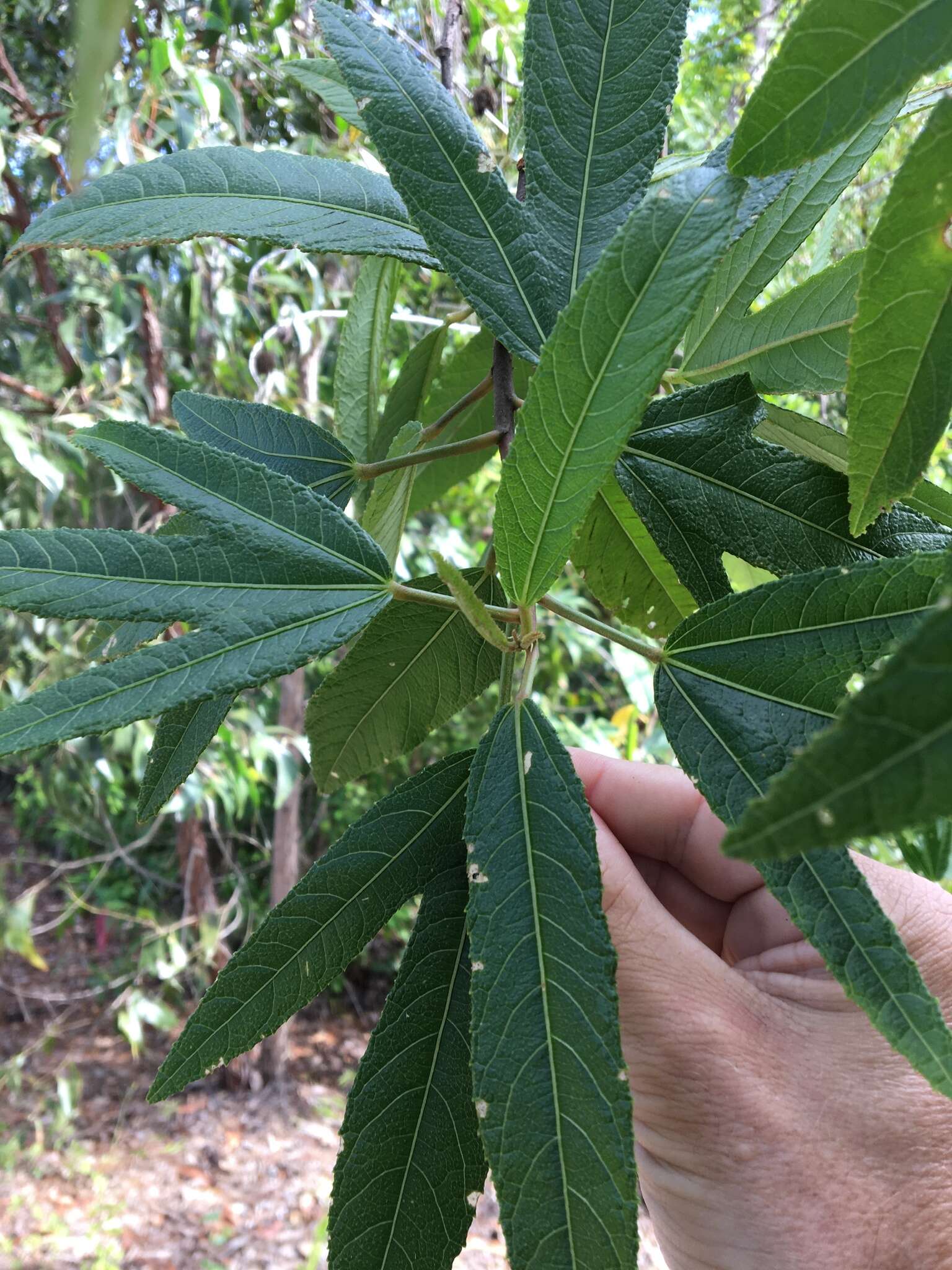 Image of Hibiscus heterophyllus Vent.