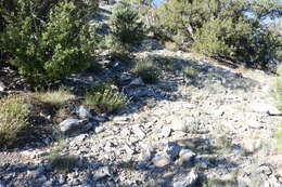 Image of longflower rabbitbrush