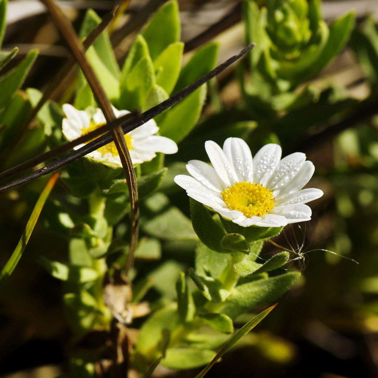 Imagem de Osmitopsis asteriscoides (L.) C. F. Less.