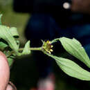 Image of Sanvitalia angustifolia Engelm. ex A. Gray