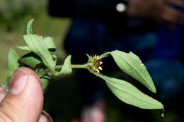 Sanvitalia angustifolia Engelm. ex A. Gray resmi