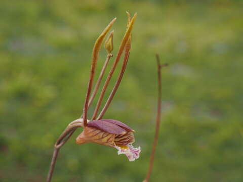 Image of Eulophia longisepala Rendle