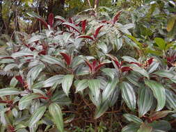 Miconia oinochrophylla Donn. Sm. resmi