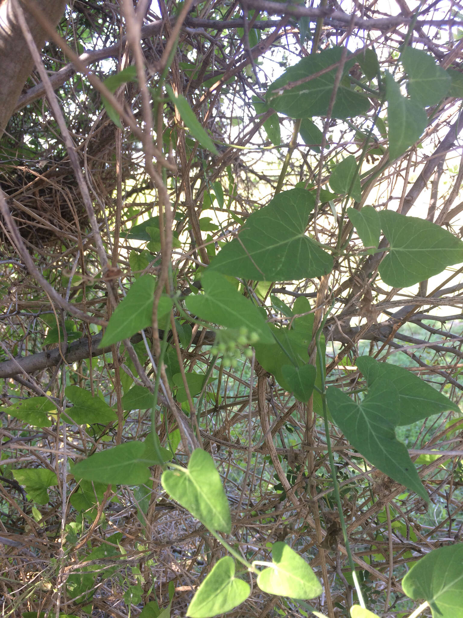 Image of Fringed Twinevine