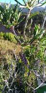 Image of scarlet bottlebrush