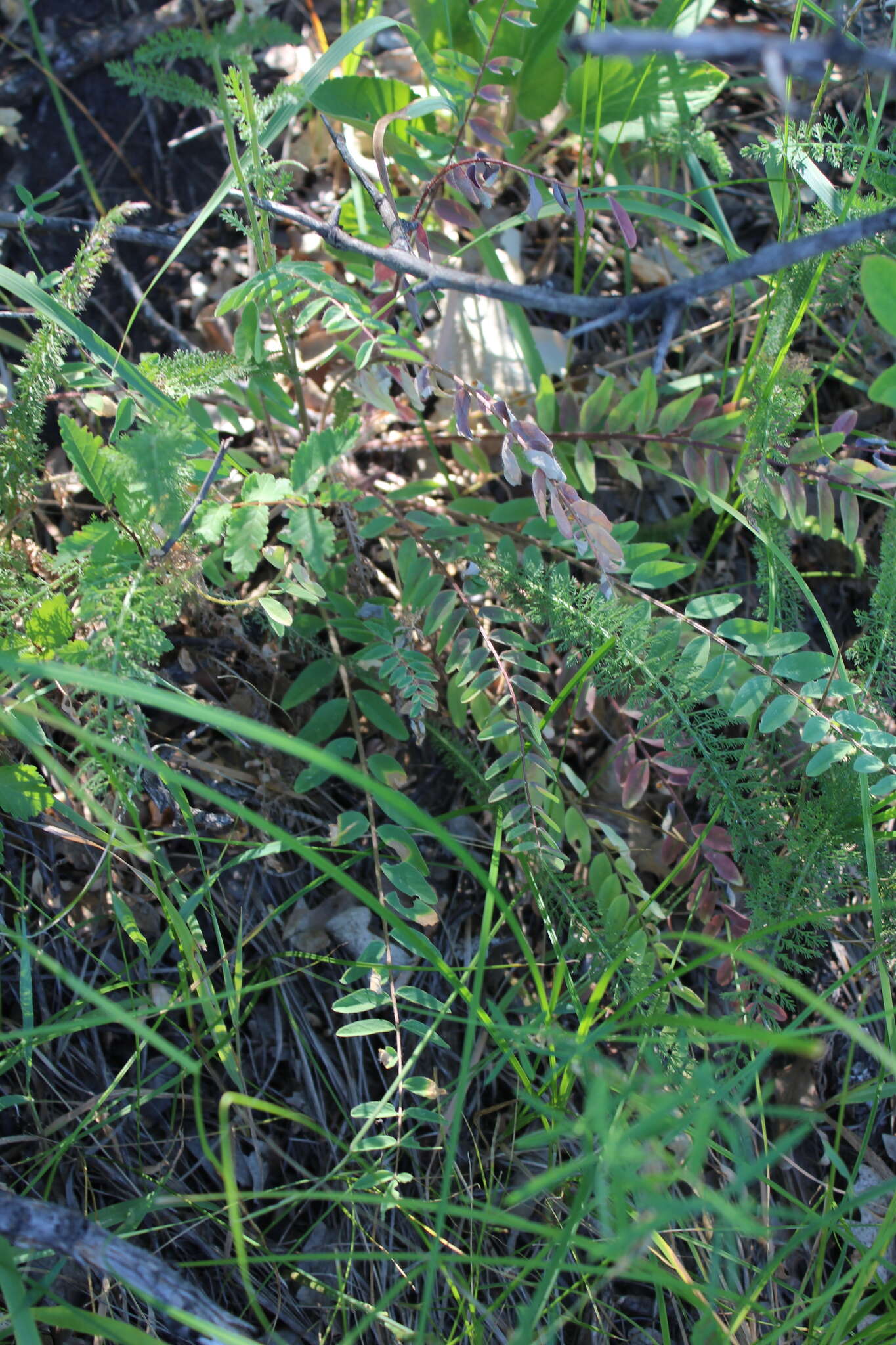 صورة Astragalus buchtormensis Pall.