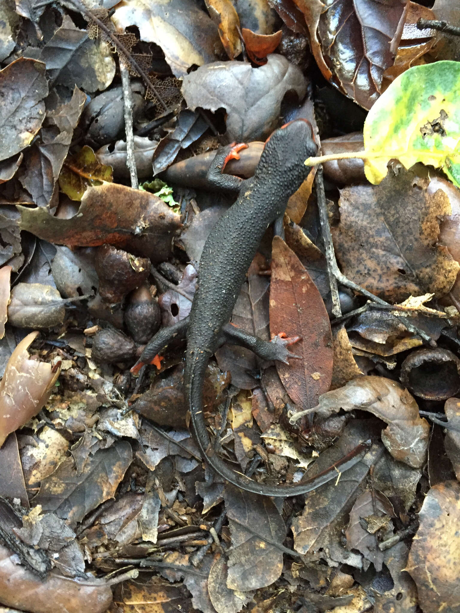 Image of Redbelly Newt