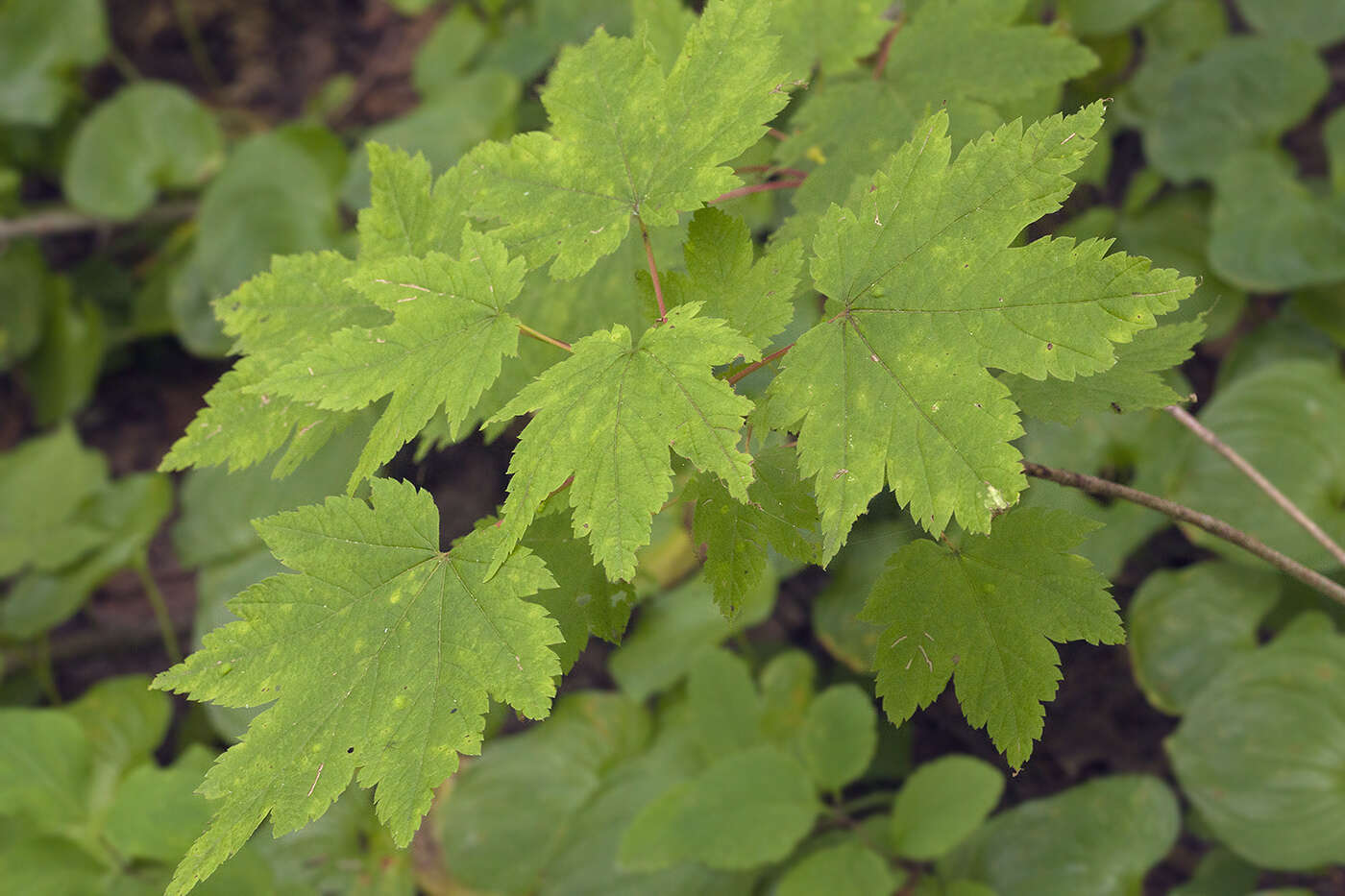 Acer caudatum Wall. resmi