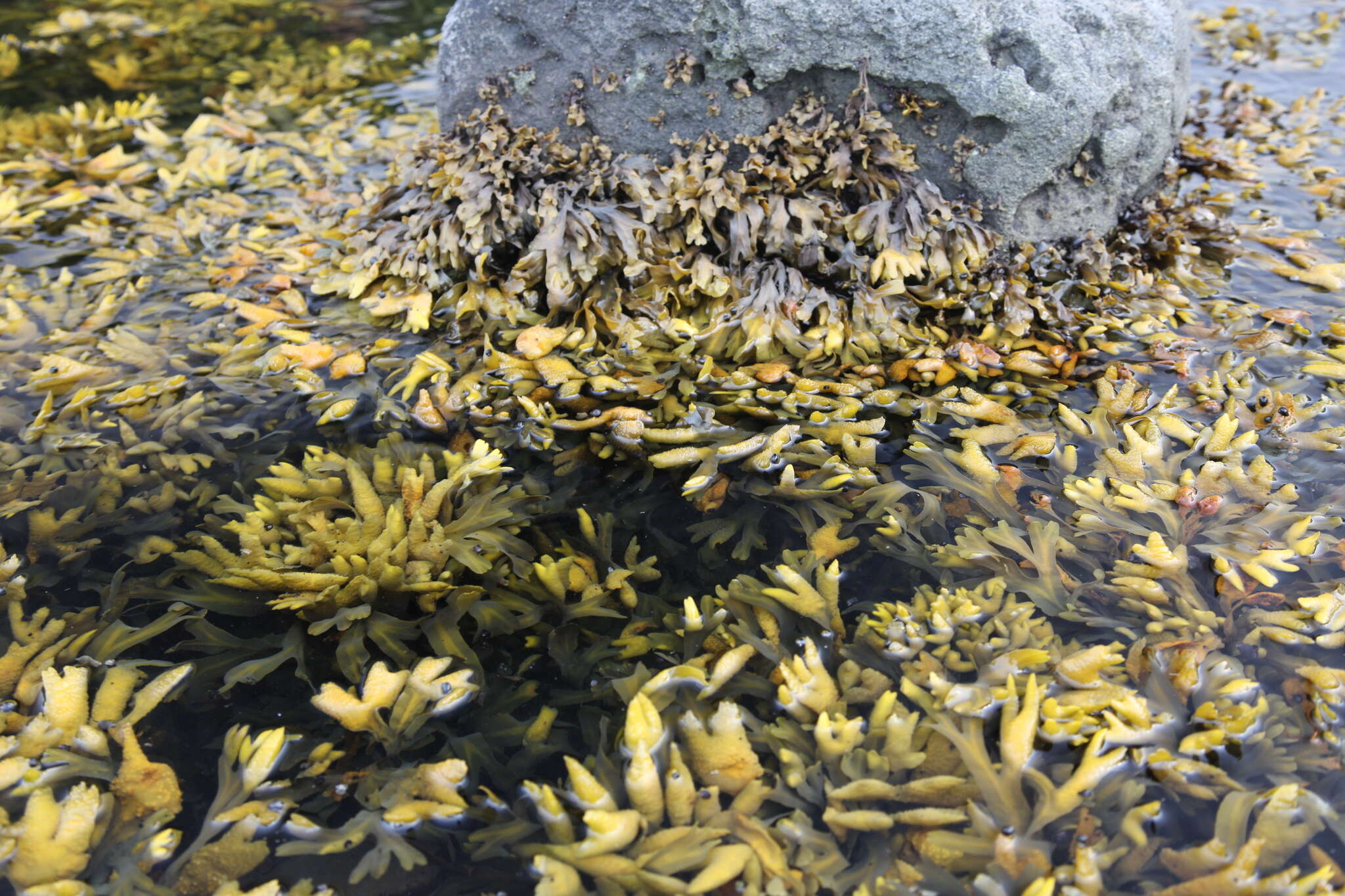 Image of Fucus evanescens