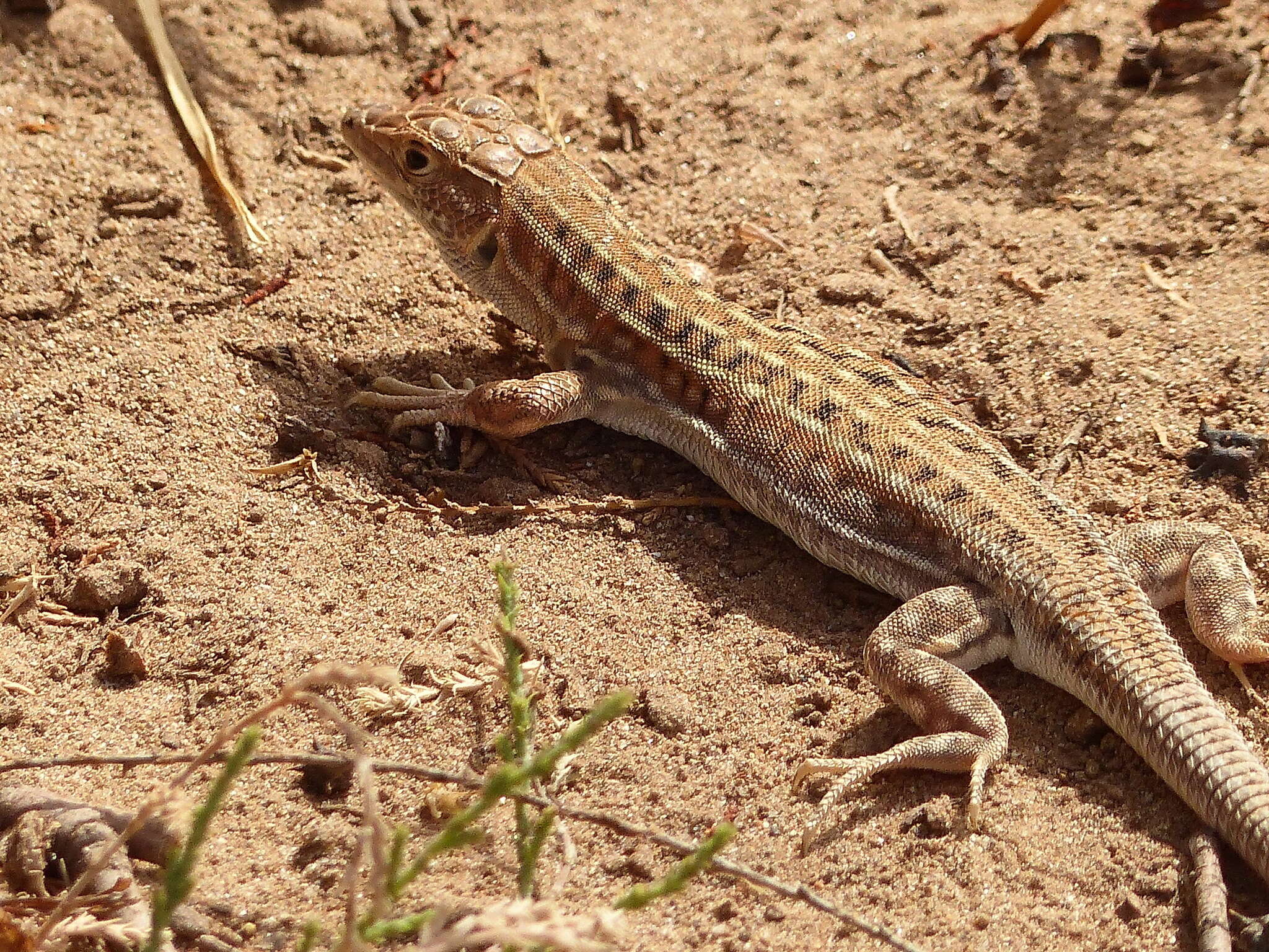 Plancia ëd Acanthodactylus margaritae Tamar, Geniez, Brito & Crochet 2017