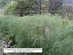 Image of Equisetum telmateia subsp. telmateia