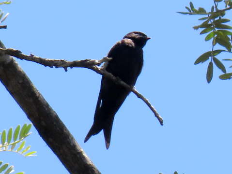 Image of Psalidoprocne pristoptera holomelas (Sundevall 1850)