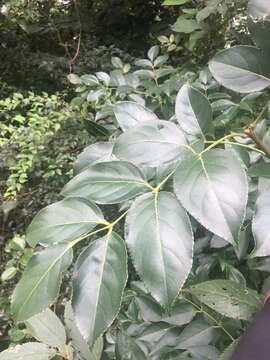 Imagem de Staphylea japonica (Thunb.) Mabb.