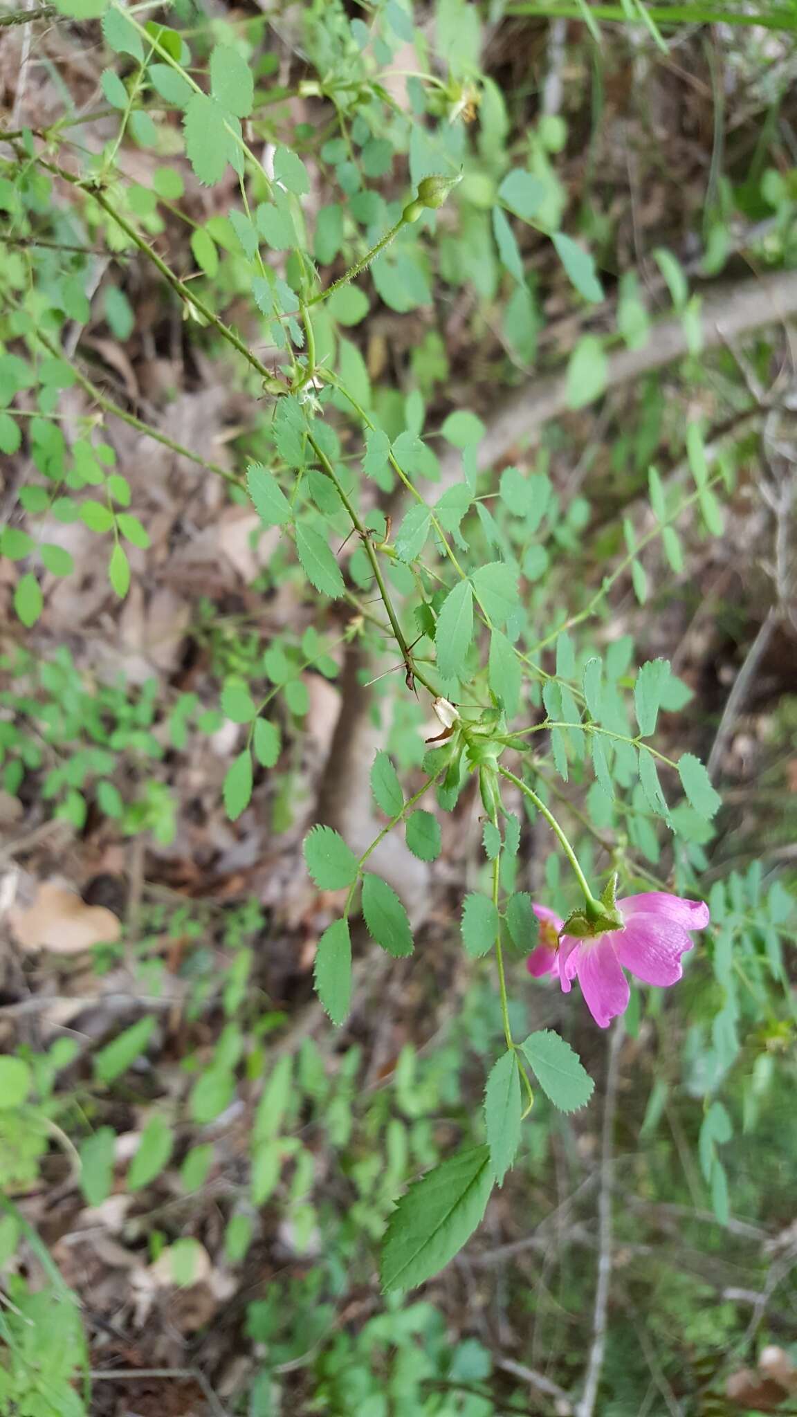 Imagem de Rosa gymnocarpa subsp. gymnocarpa