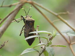 Pachylis laticornis (Fabricius 1798)的图像
