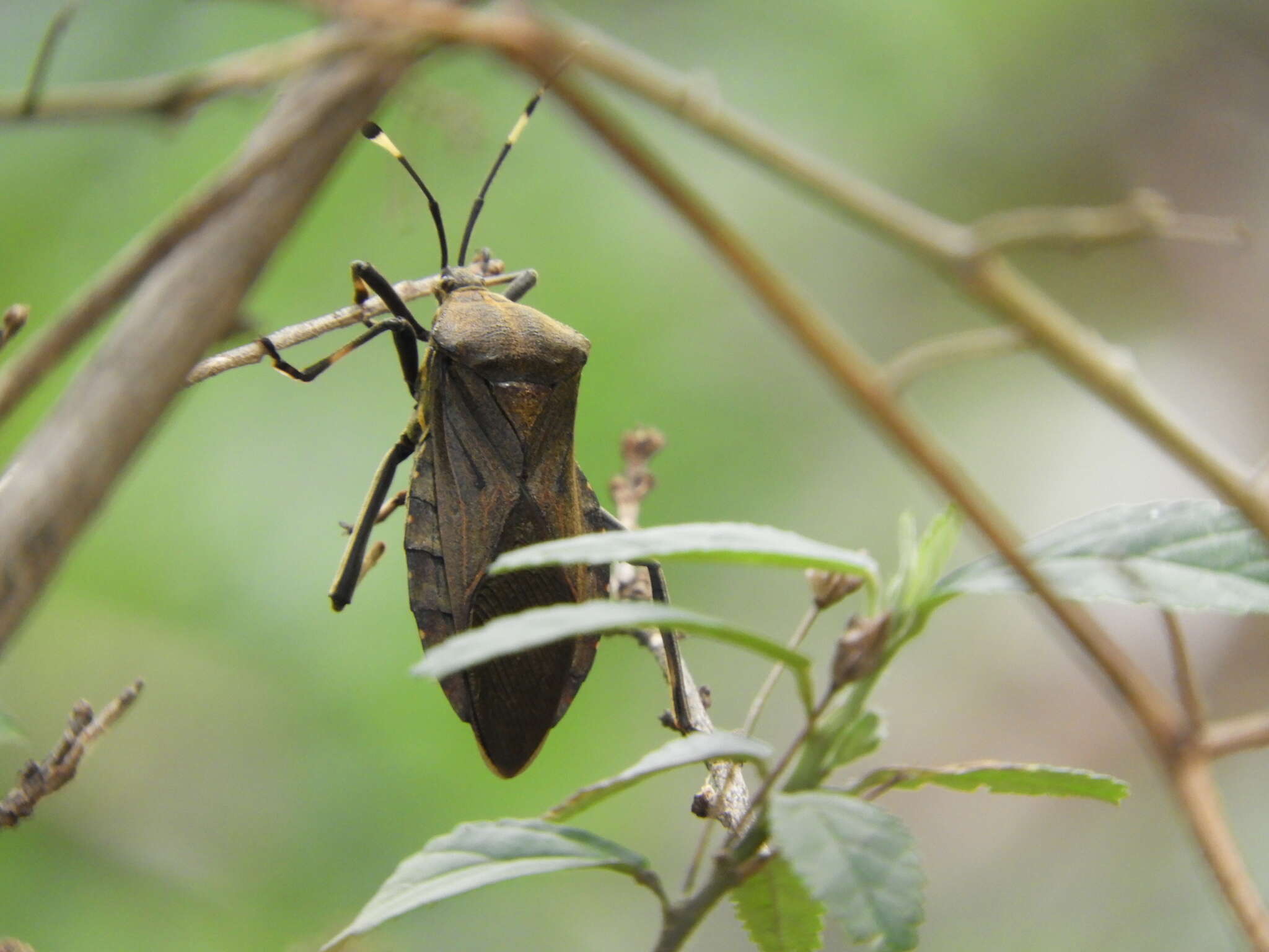 Pachylis laticornis (Fabricius 1798)的图像