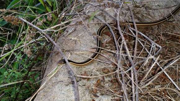 Image of Eastern Ribbon Snake