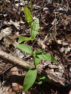 Plancia ëd Clematis ochroleuca