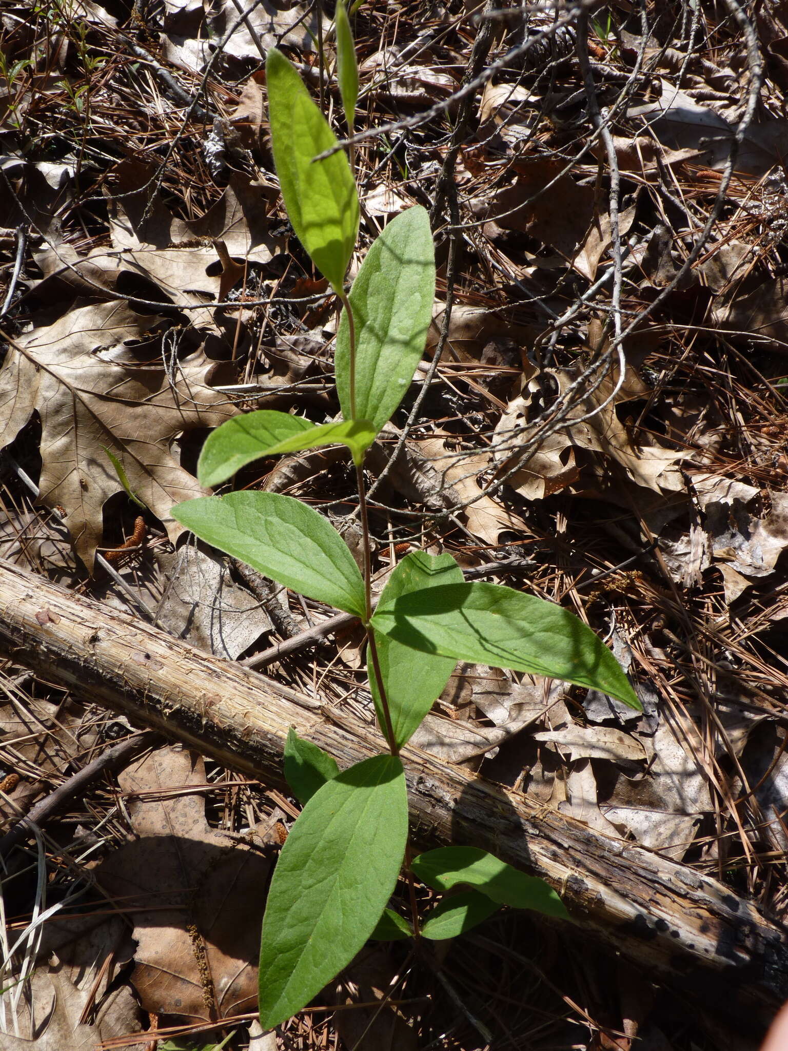 Plancia ëd Clematis ochroleuca