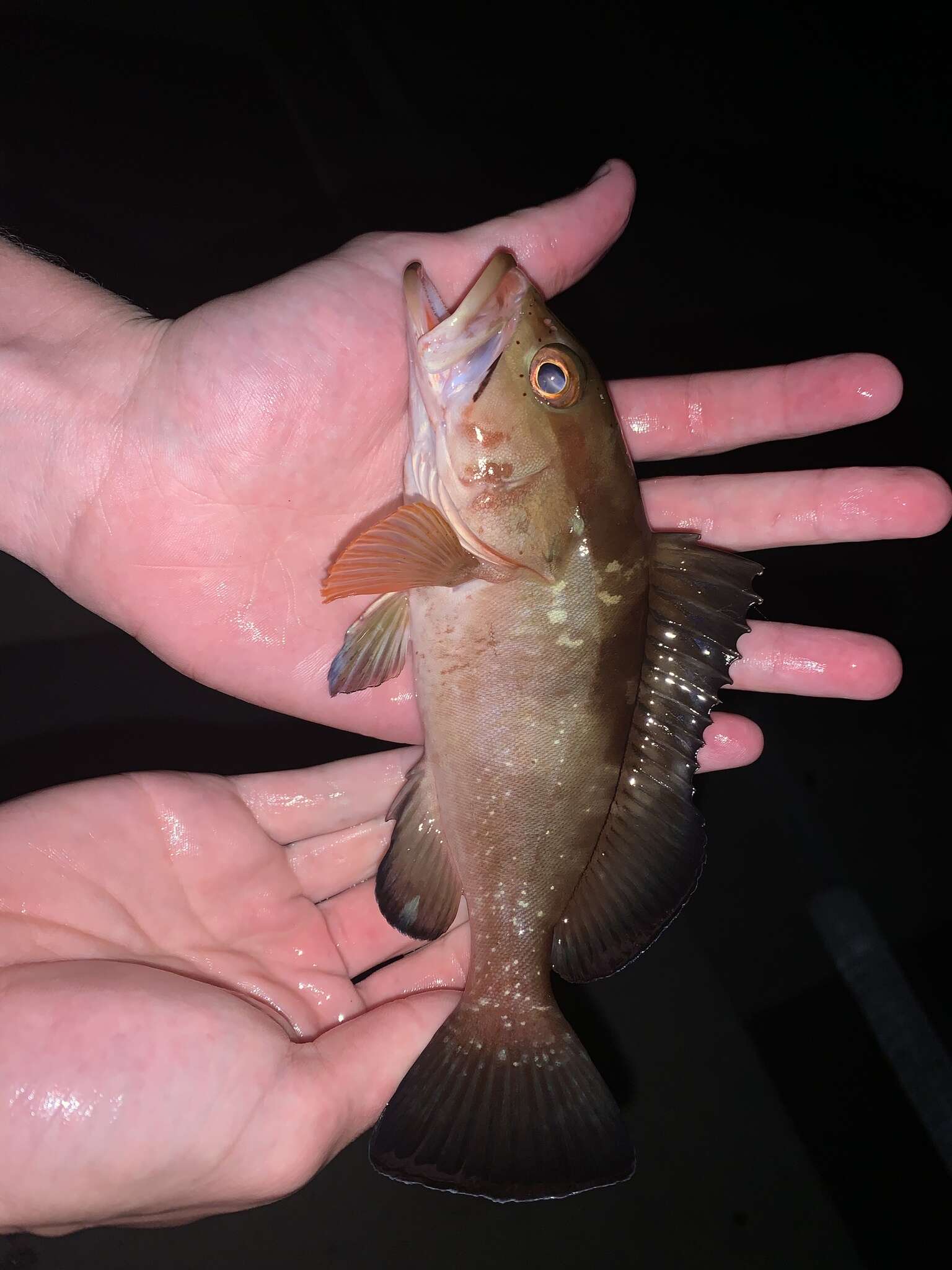 Image of Red Grouper