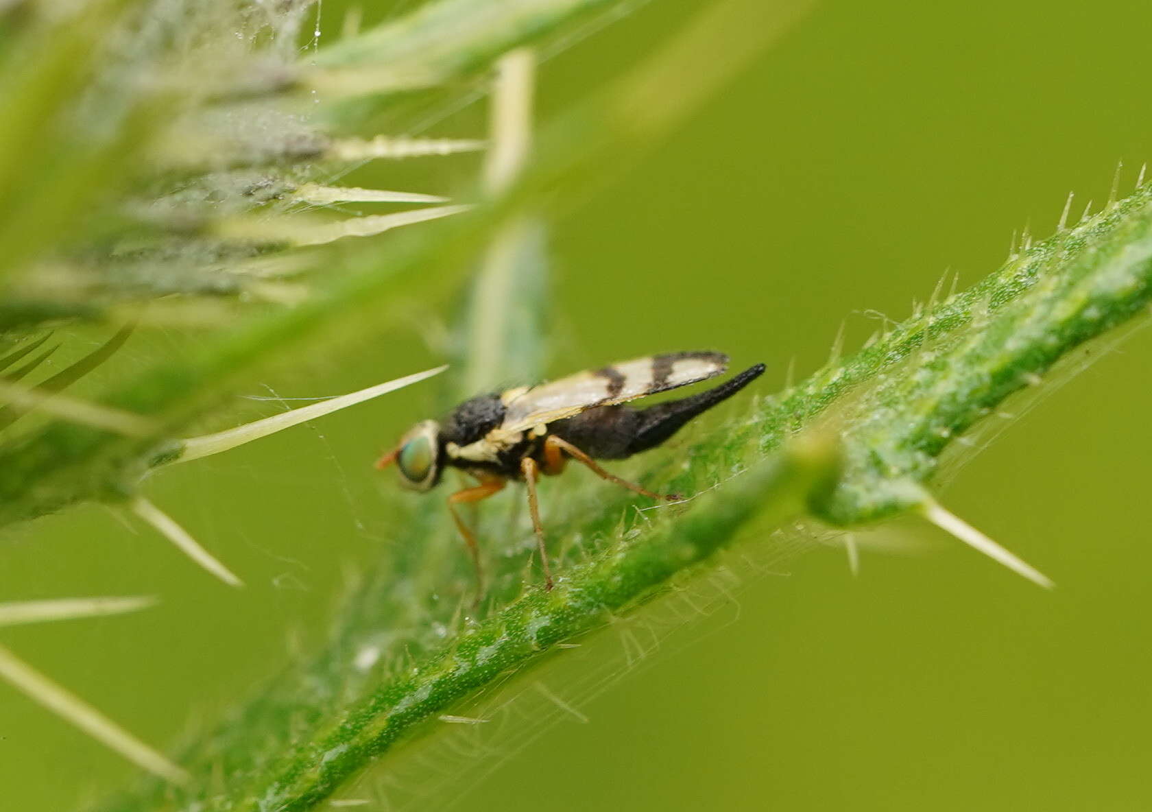 Image of Urophora stylata (Fabricius 1775)