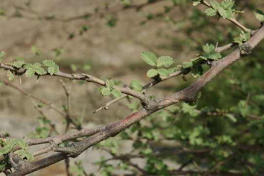 صورة Vachellia flava (Forssk.) Kyal. & Boatwr.