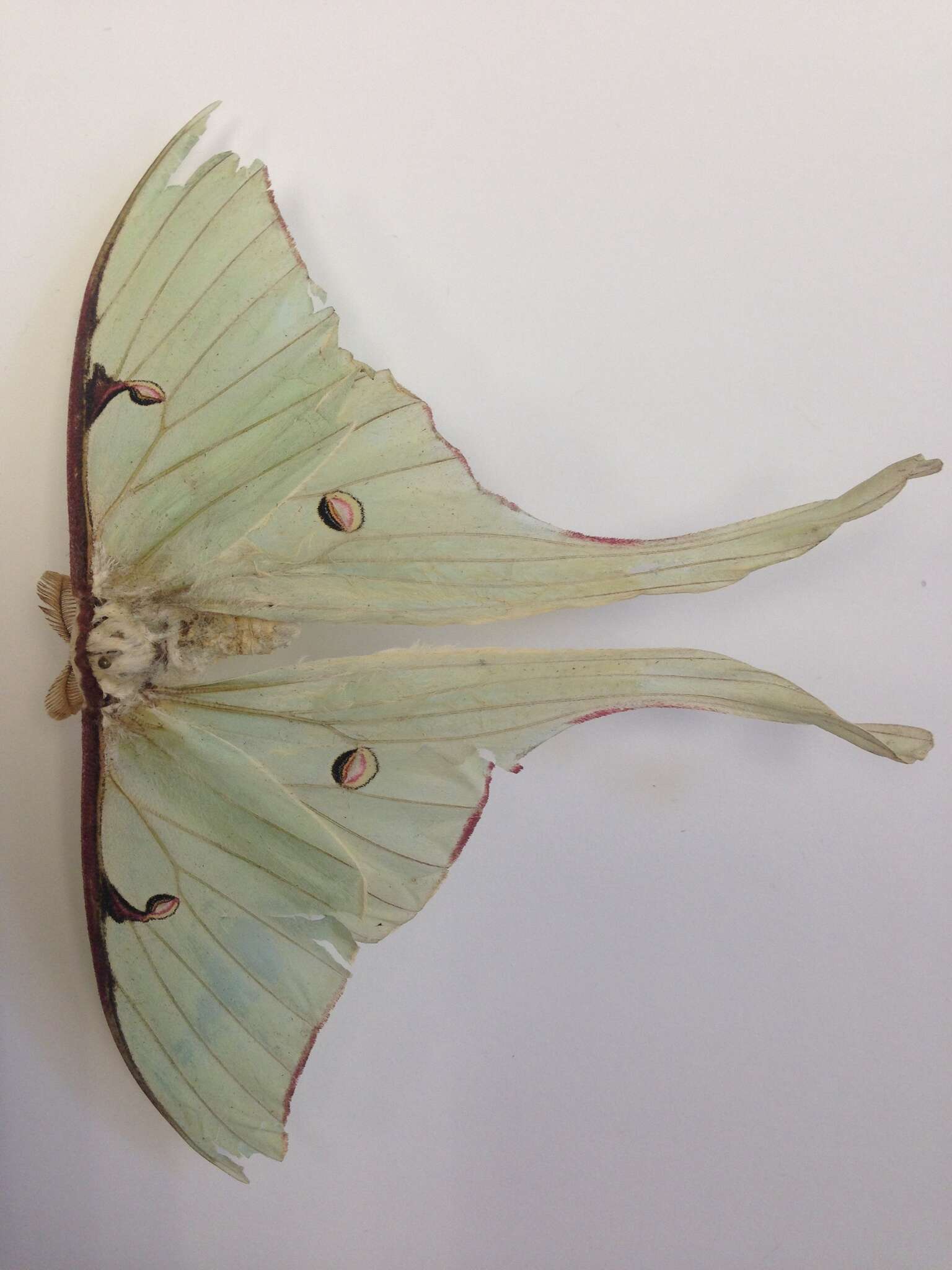 Image of Actias truncatipennis (Sonthonnax 1899)