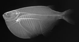 Image of Spotted hatchetfish