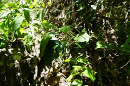 Argophyllum nullumense R. T. Baker的图像