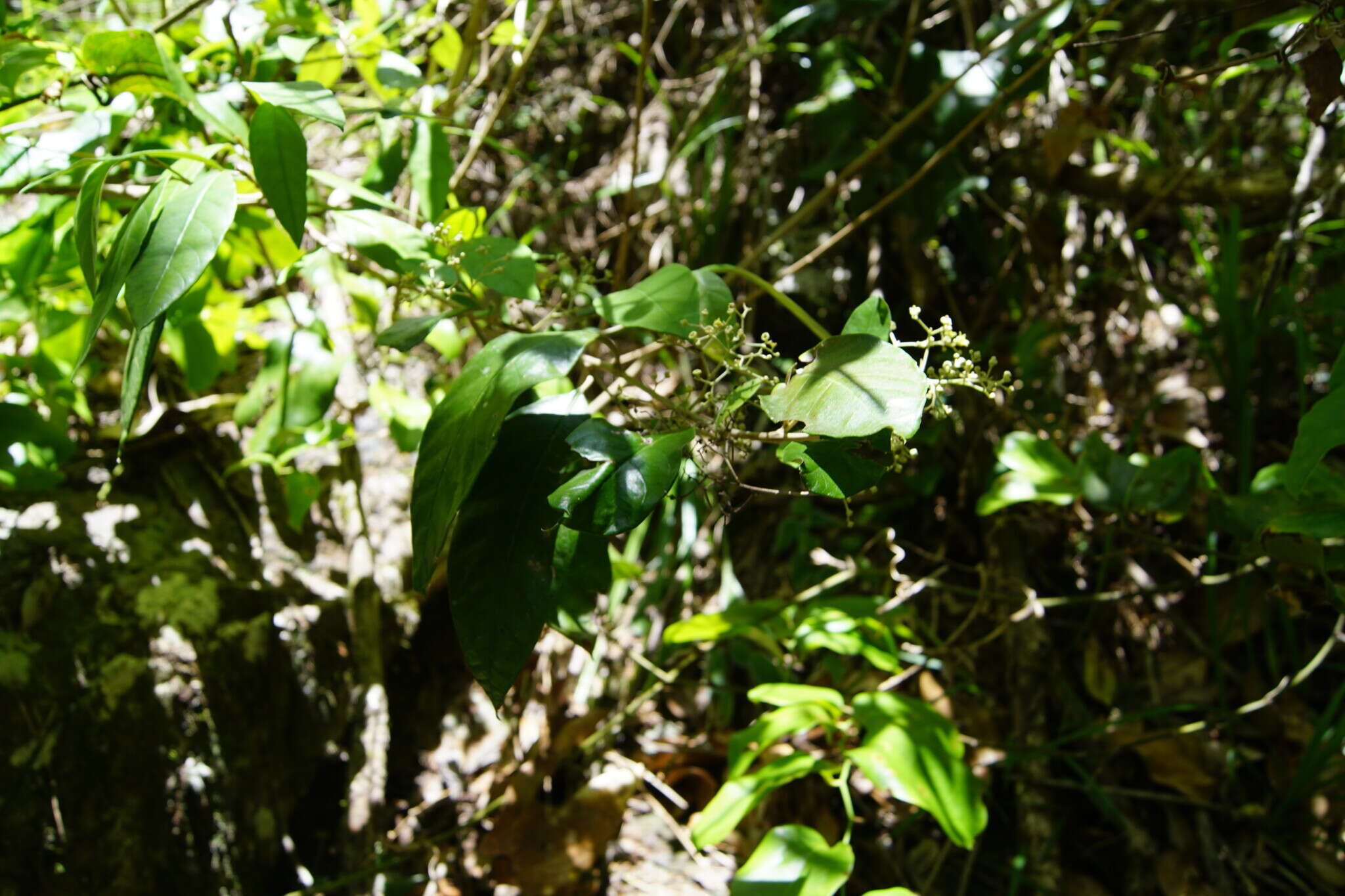 Argophyllum nullumense R. T. Baker的图像