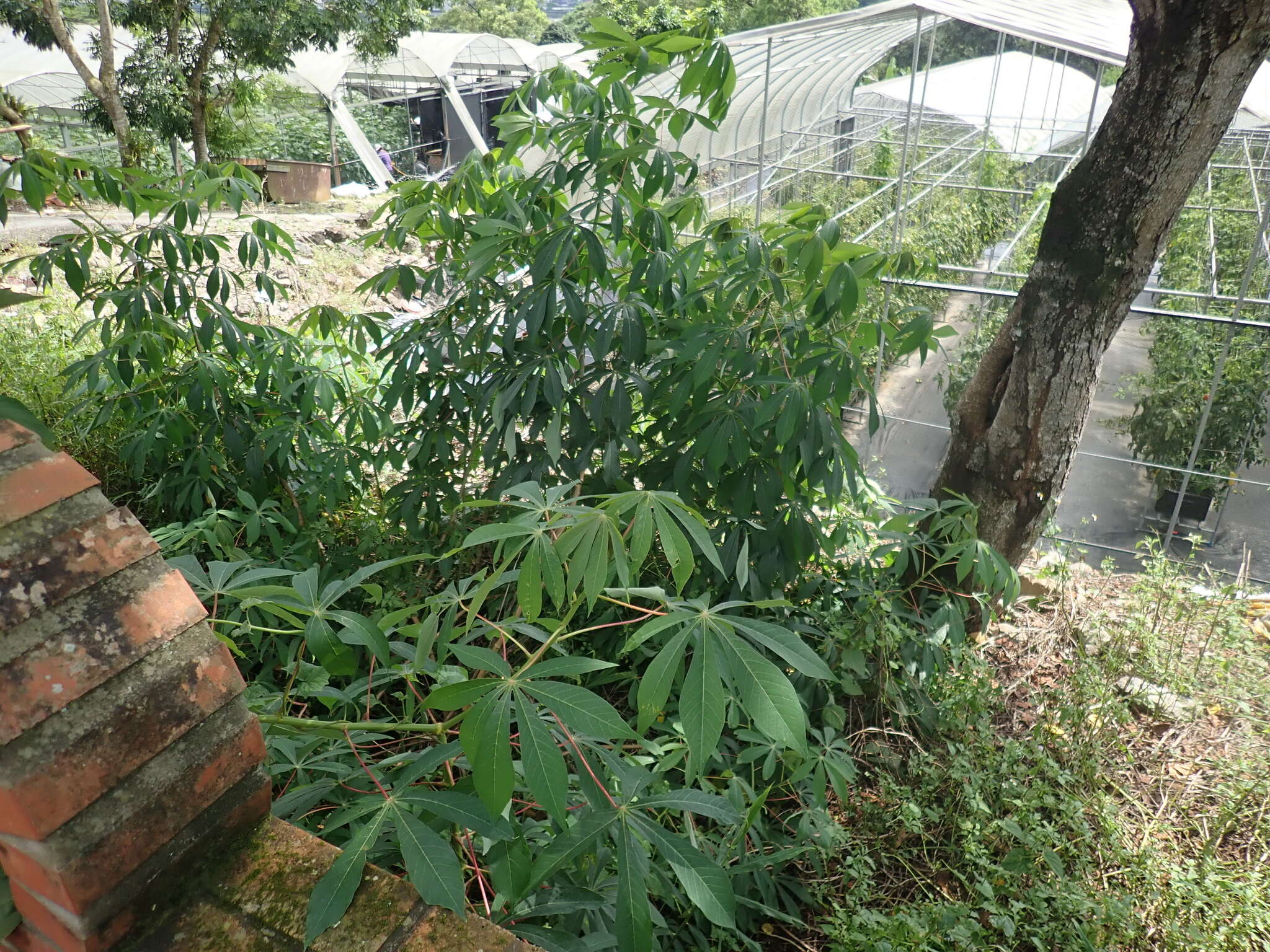 Image of cassava