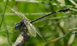 Image of Phyllogomphoides pacificus (Selys 1873)