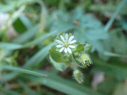 Image of greater chickweed