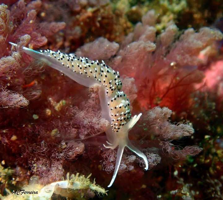 Image of Caloria elegans (Alder & Hancock 1845)