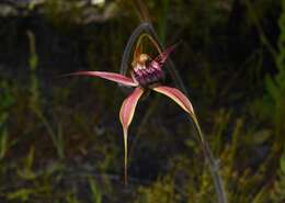 Image of Swamp spider orchid