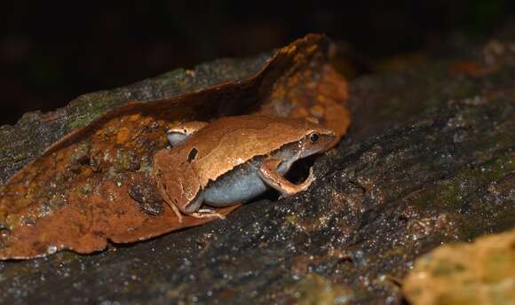 Image of Bleating Frogs