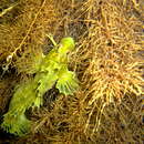 Image of Forster&#39;s weedfish