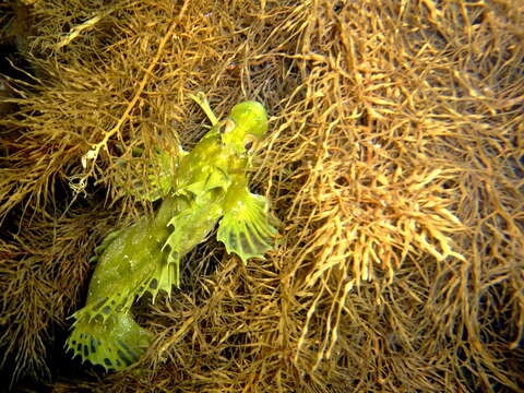 Image of Forster&#39;s weedfish