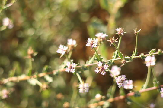 Image of Lippia salsa Griseb.